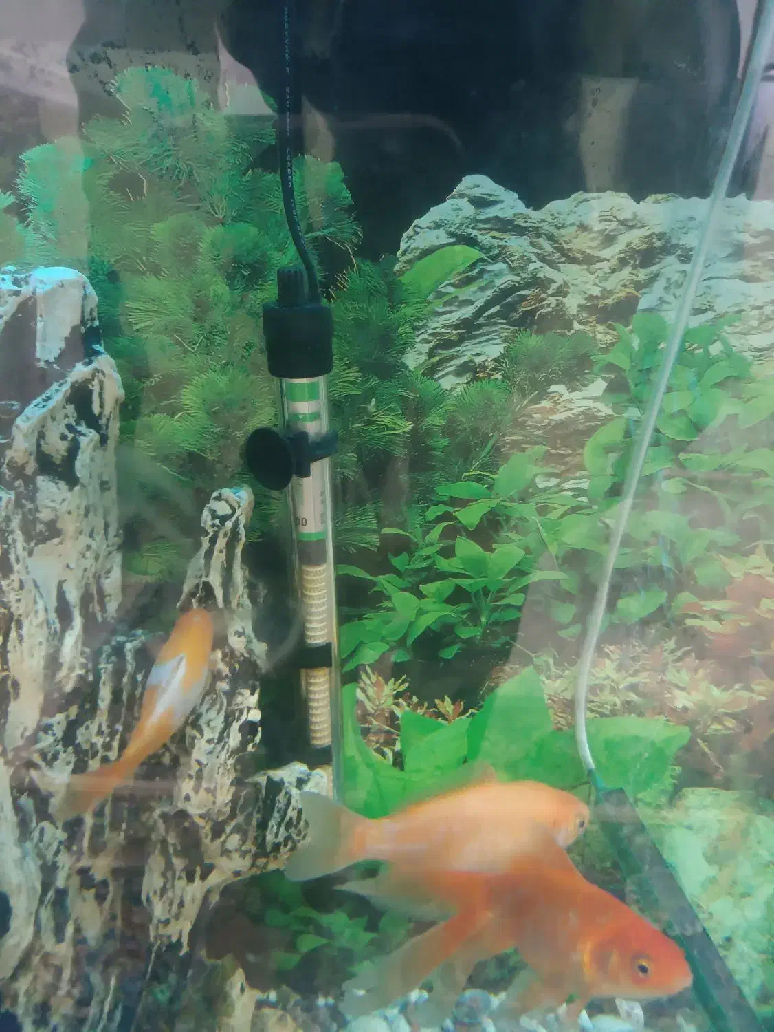 اکواریوم|ماهی|سوسنگرد, |دیوار