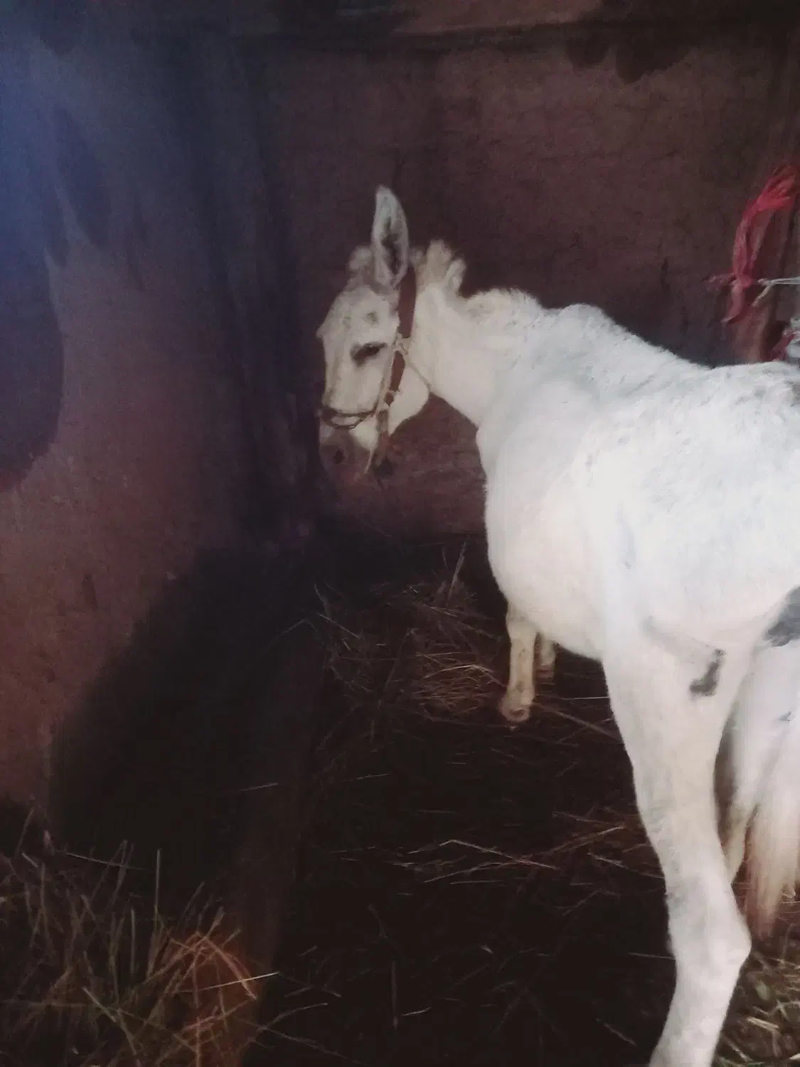 ...|حیوانات مزرعه|کوثر, |دیوار