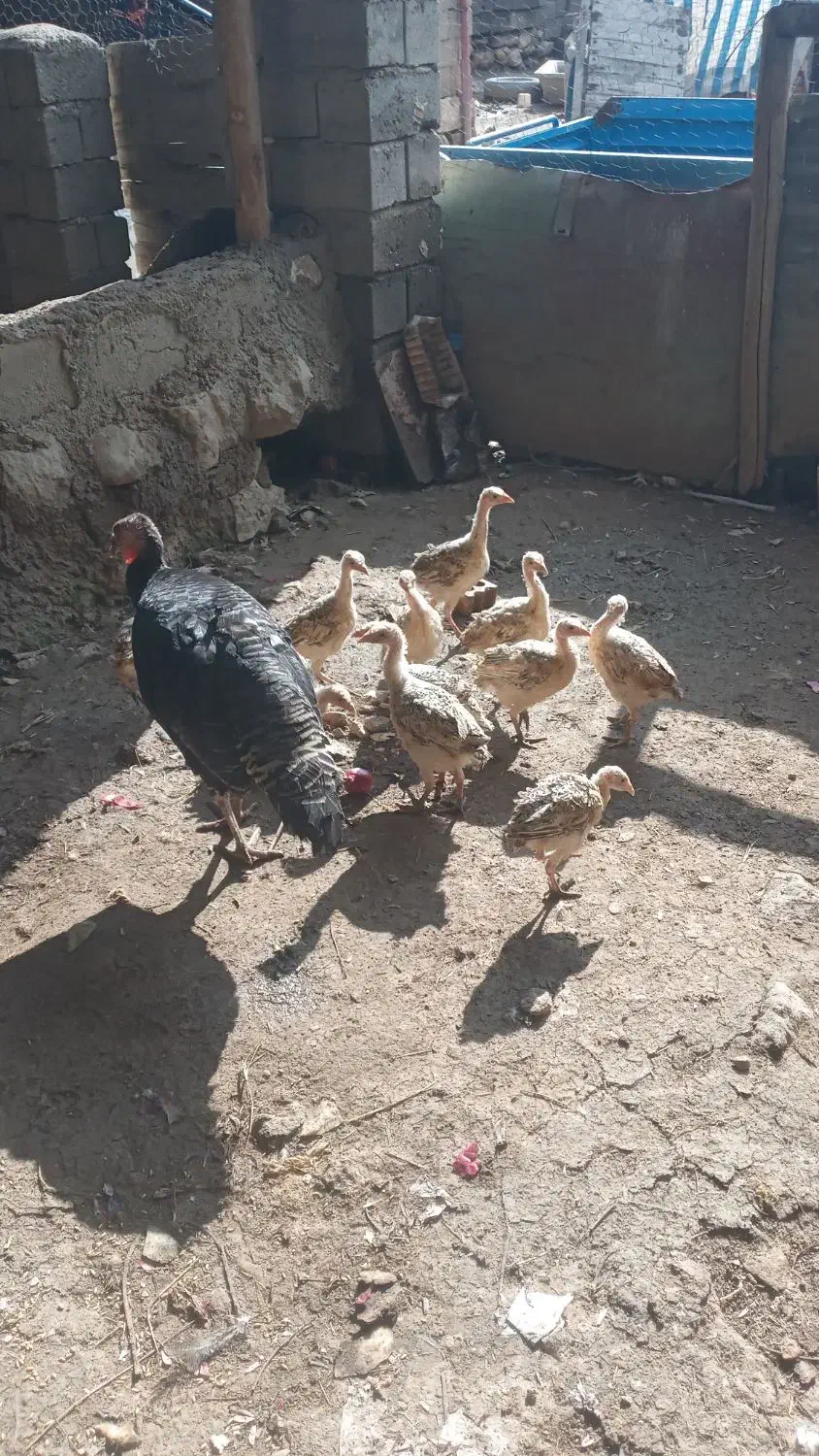 بوقلمون وجوجه|حیوانات مزرعه|نقده, |دیوار