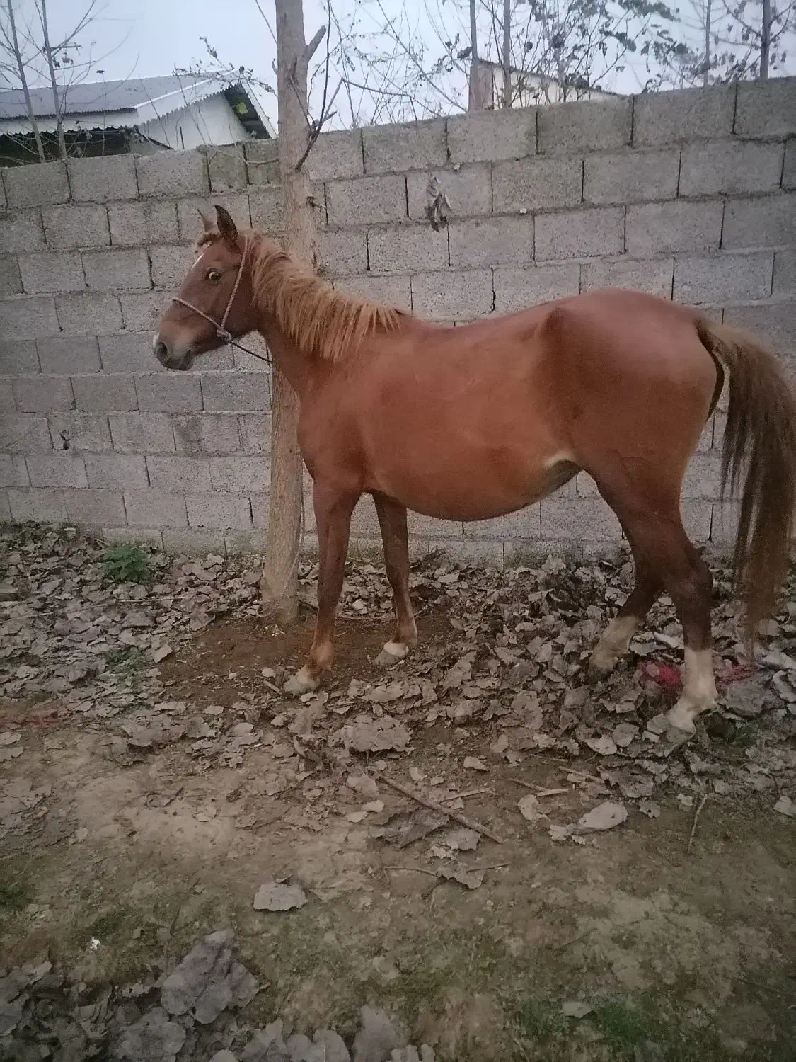 مادیان درشت|اسب و تجهیزات اسب‌سواری|سنندج, |دیوار