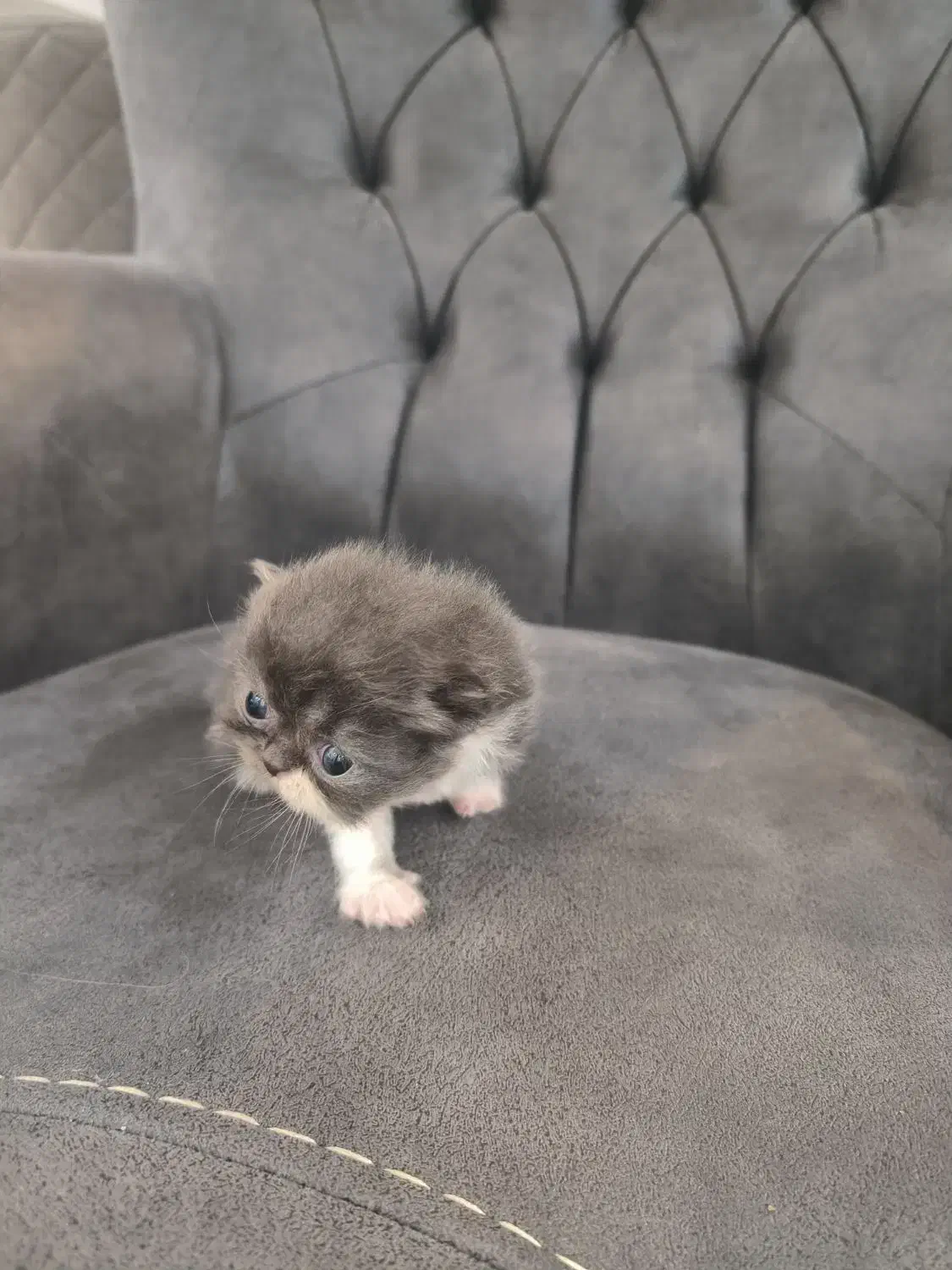 بچه گربه پرشین|گربه|بندر انزلی, سی متری|دیوار