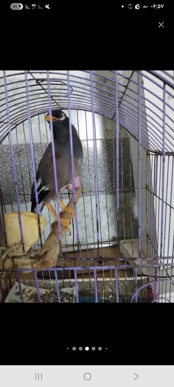 مرغ مینا|پرنده|بجنورد, |دیوار