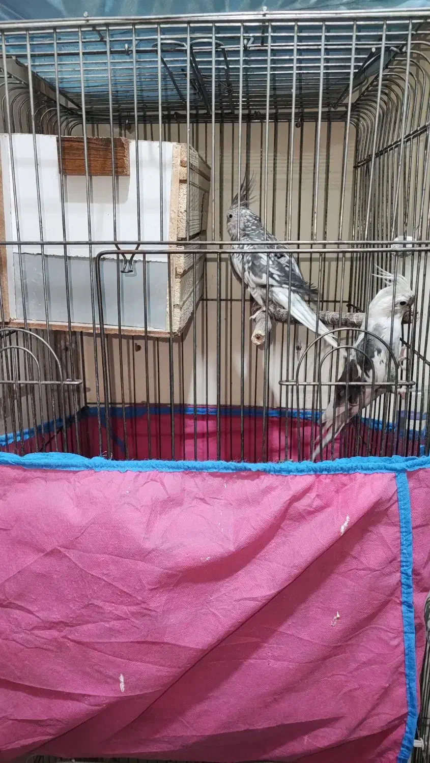 جفت عروس هلندی مولد وایت فیس ابلغ و ایزابلا|پرنده|اسلام‌شهر, شهرک مصطفی خمینی|دیوار