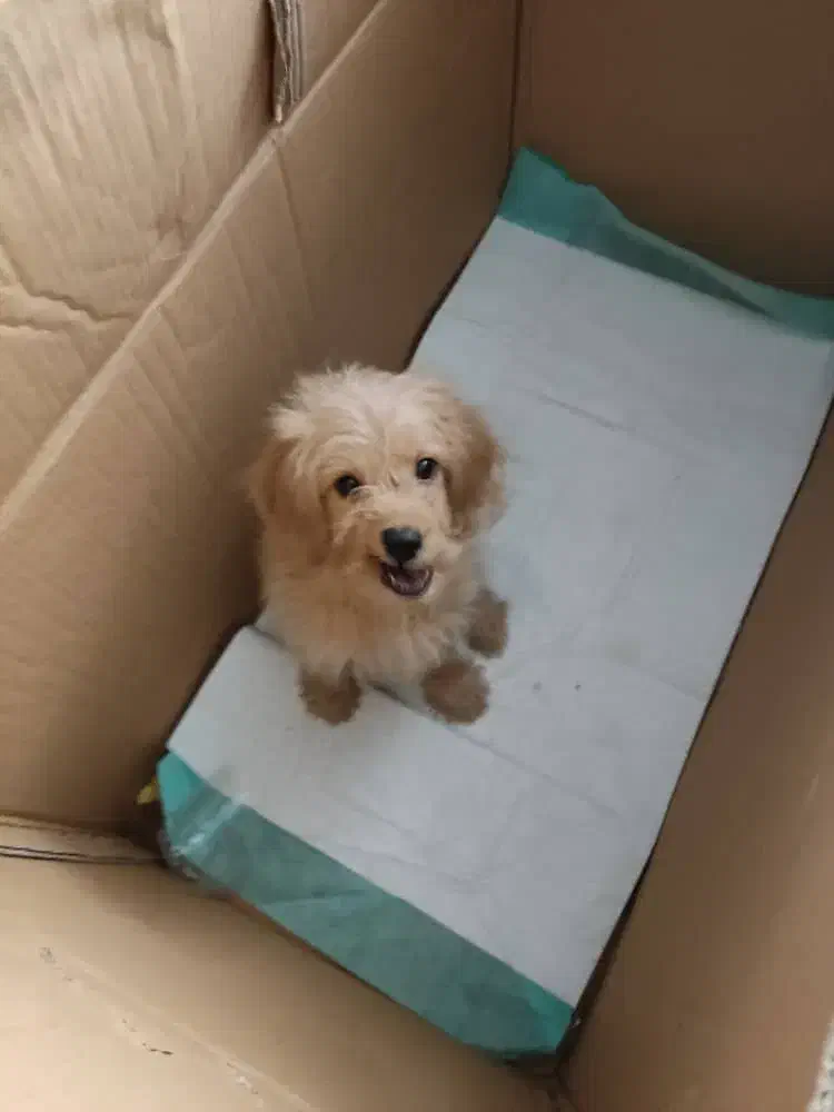 توله سگ میکس پودل وماتیز|سگ|شیراز, فرگاز|دیوار