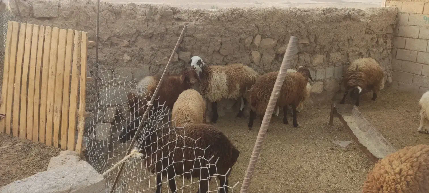 بره نر و ماده|حیوانات مزرعه|دره شهر, |دیوار