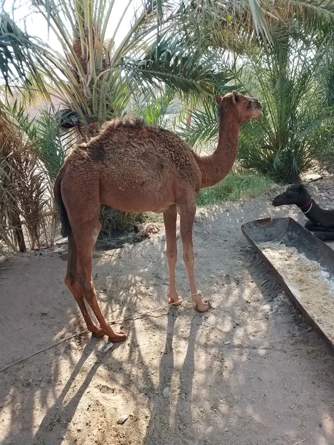 هاشی|حیوانات مزرعه|جازموریان, |دیوار