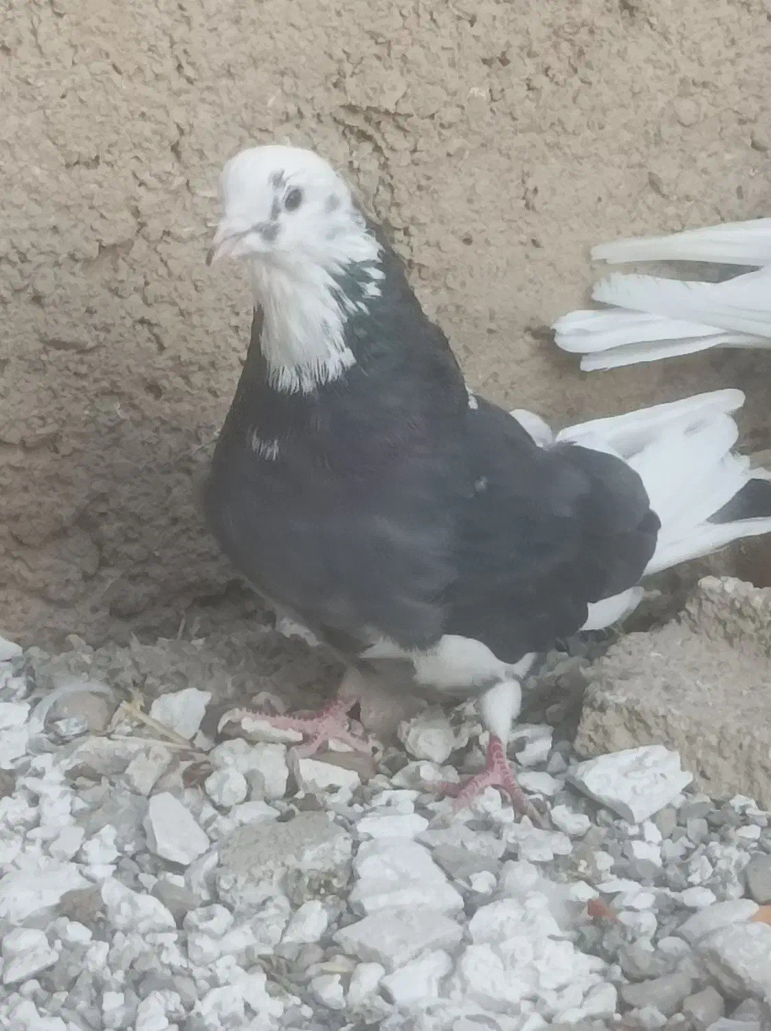 کبوترهای خالقدیم اکثرا گرگی پرش بالا|پرنده|تسوج, |دیوار