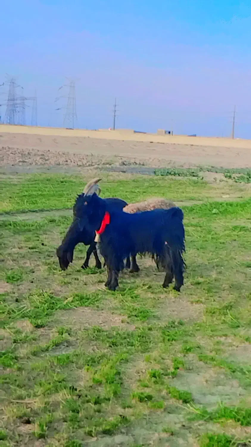 بزغاله نر دوبری|حیوانات مزرعه|اصفهان, قهجاورستان|دیوار