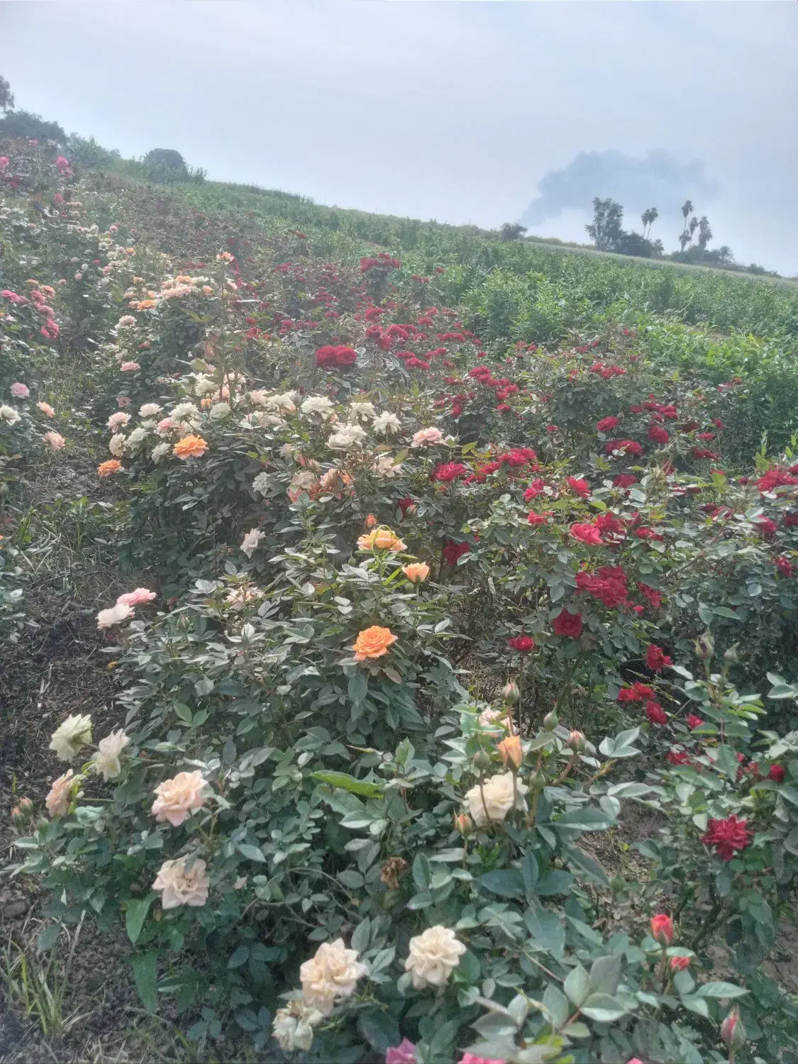 فروش نهال اکالیپتوس ومرکبات وریشه سیا وگل رز|خدمات باغبانی و درختکاری|ایزدخواست, |دیوار