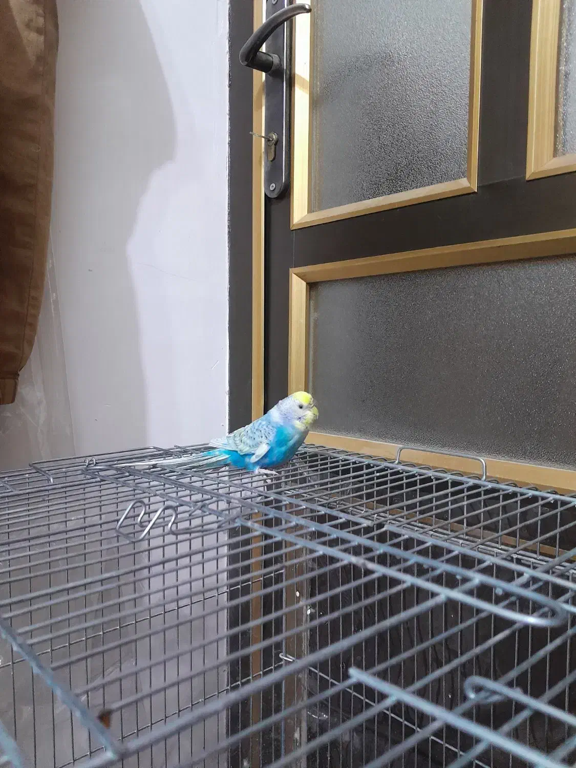 مرغ عشق ماده مست|پرنده|هشتگرد, سیف آباد|دیوار