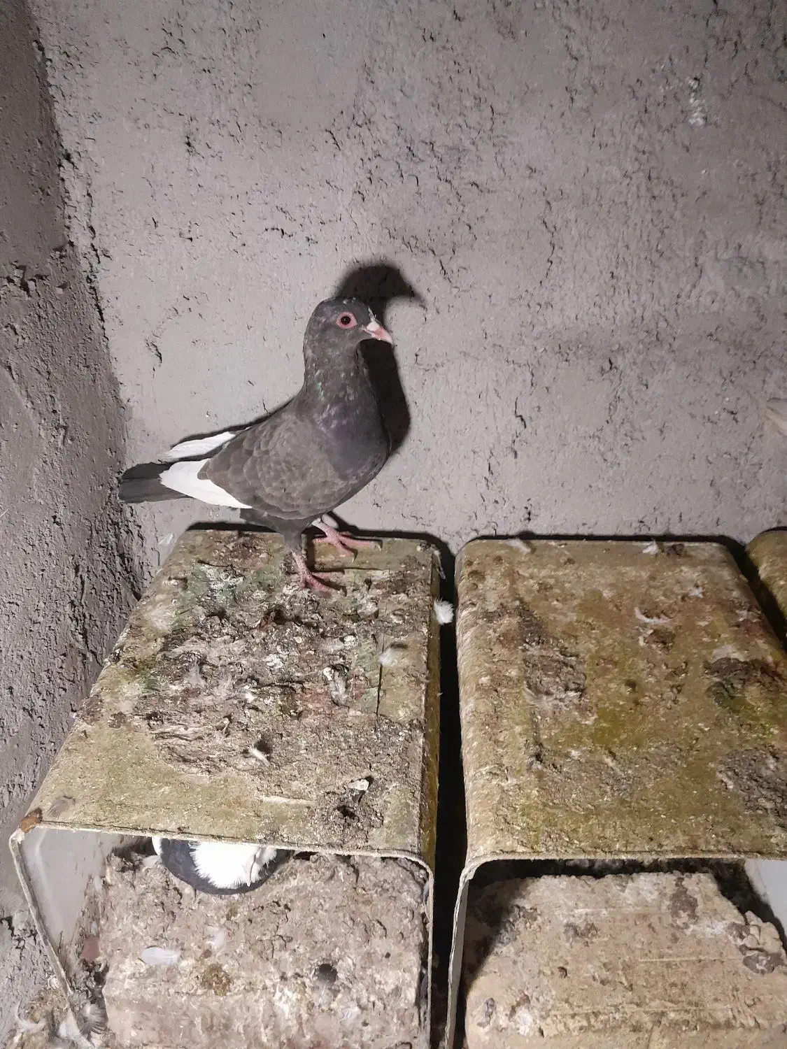 دوتا لنگ نر|پرنده|زرند, |دیوار