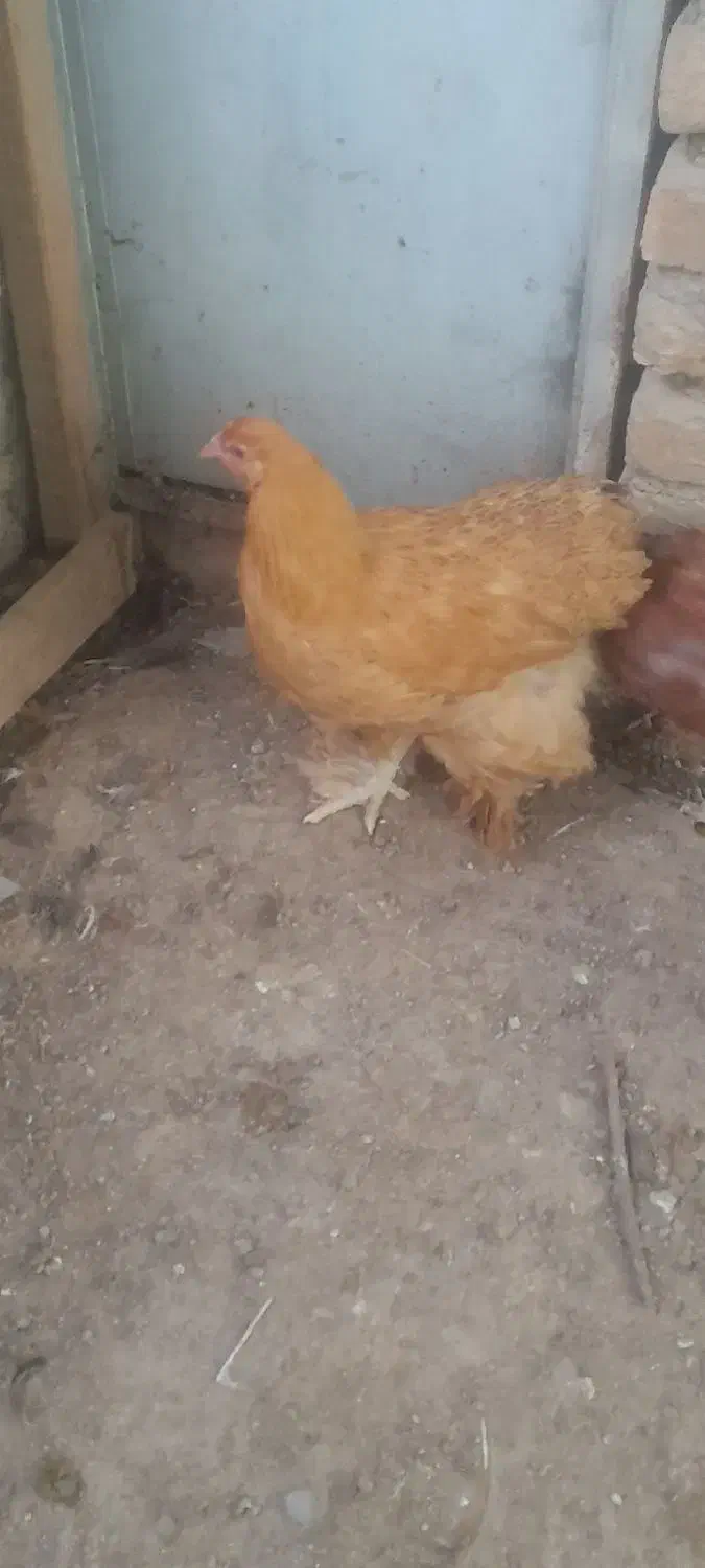 مرغ نژاد دار وتخم گذار|حیوانات مزرعه|هشتگرد, هیو|دیوار