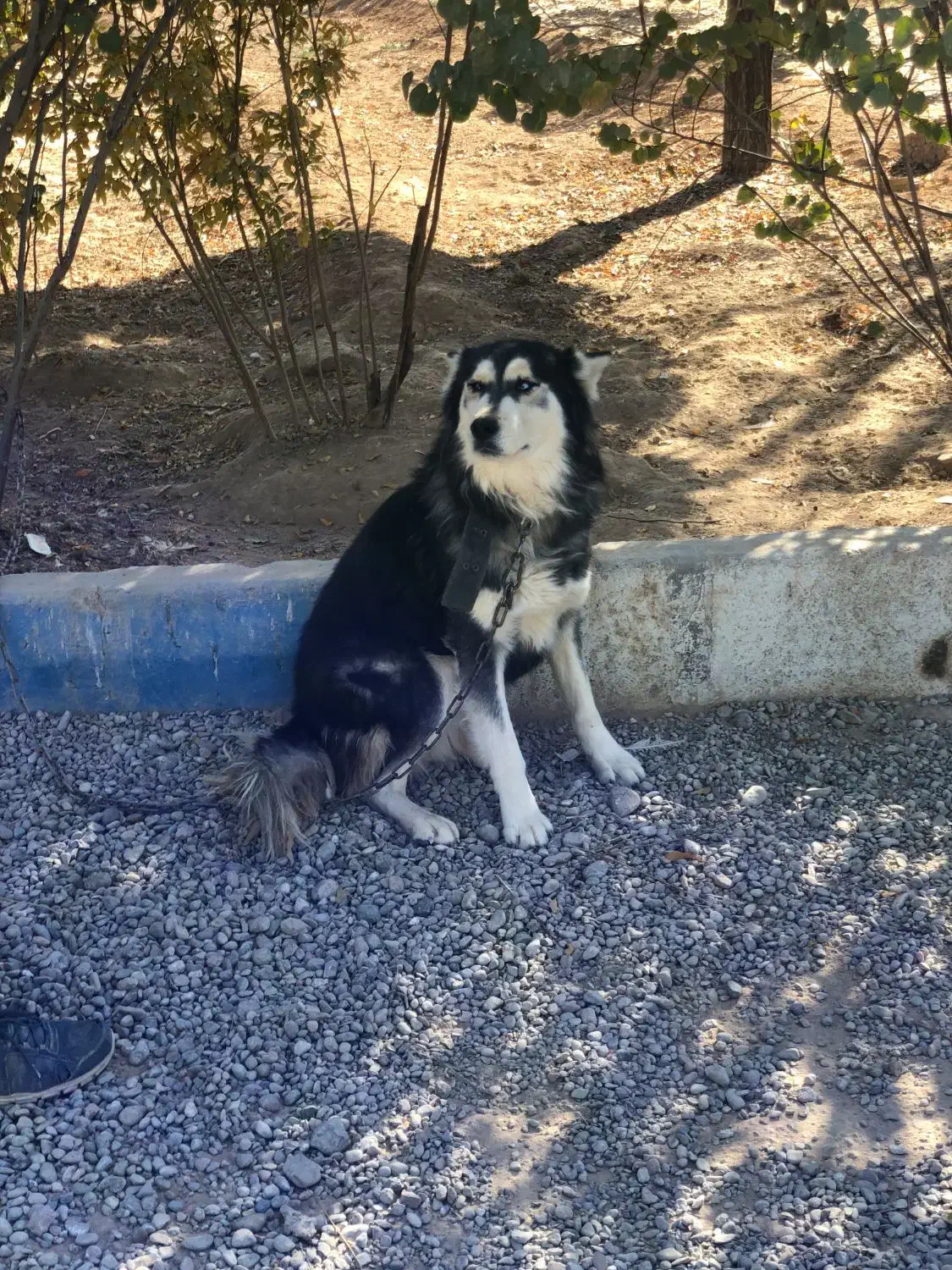 واگذاری سگ هاسکی اصیل روسی چشم یخی|سگ|شهرضا, |دیوار