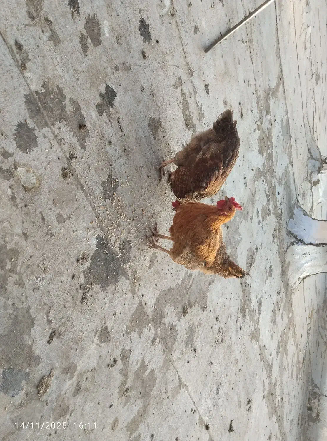 مرغ خانگی|حیوانات مزرعه|اسلامشهر, شهرک توحید|دیوار