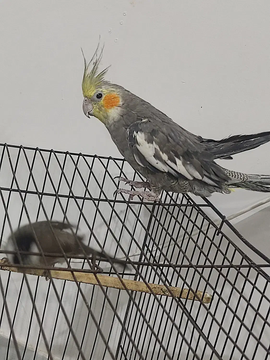 جوجه عروس هلندی|پرنده|اندیمشک, |دیوار