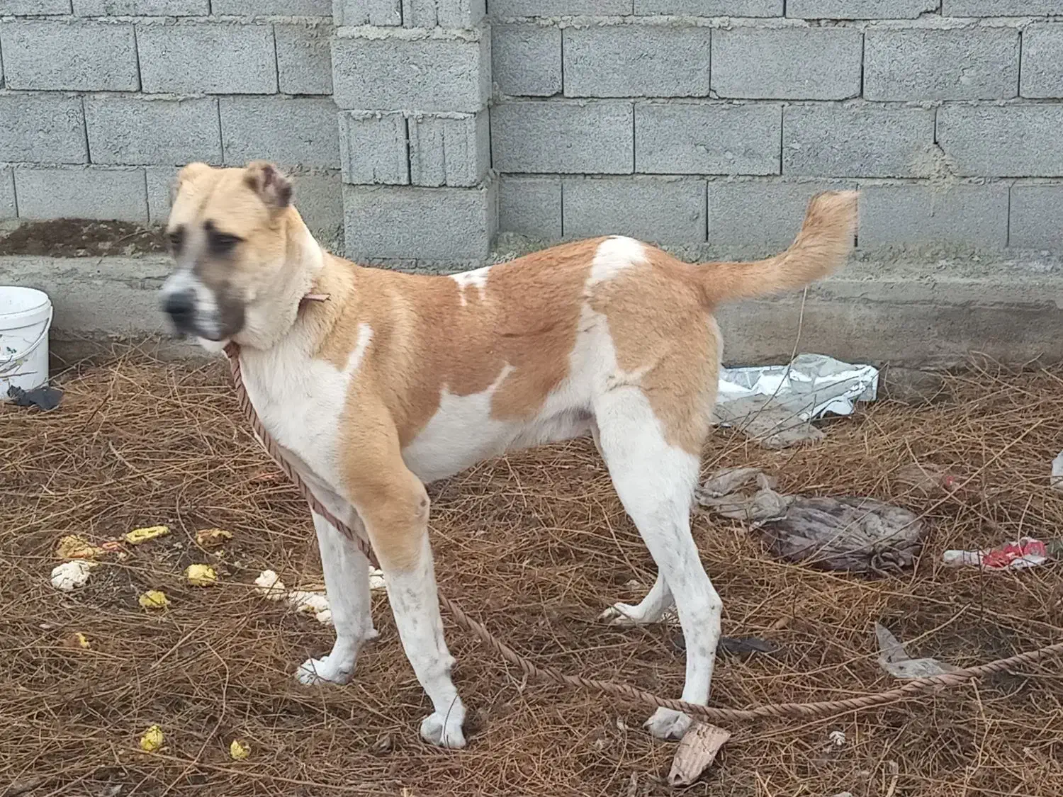 سگ الابای جوان ۸ ماهه|حیوانات|گمیشان, |دیوار