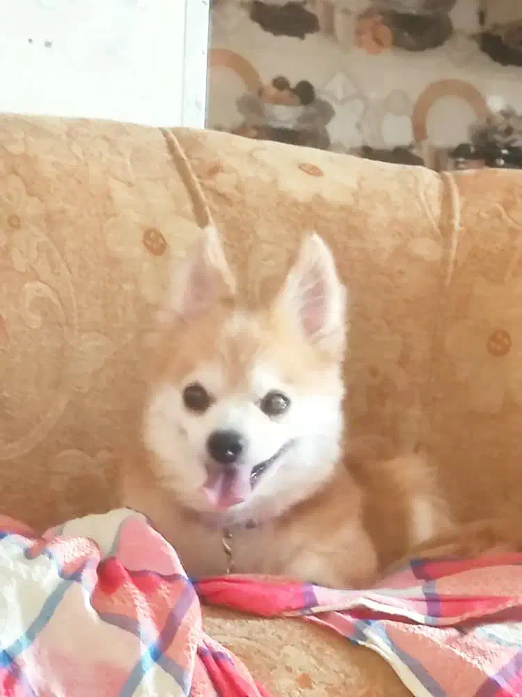 سگ پامرین روباهی پدر و مادر روباهی خالص ماده|سگ|شیراز, درکی|دیوار