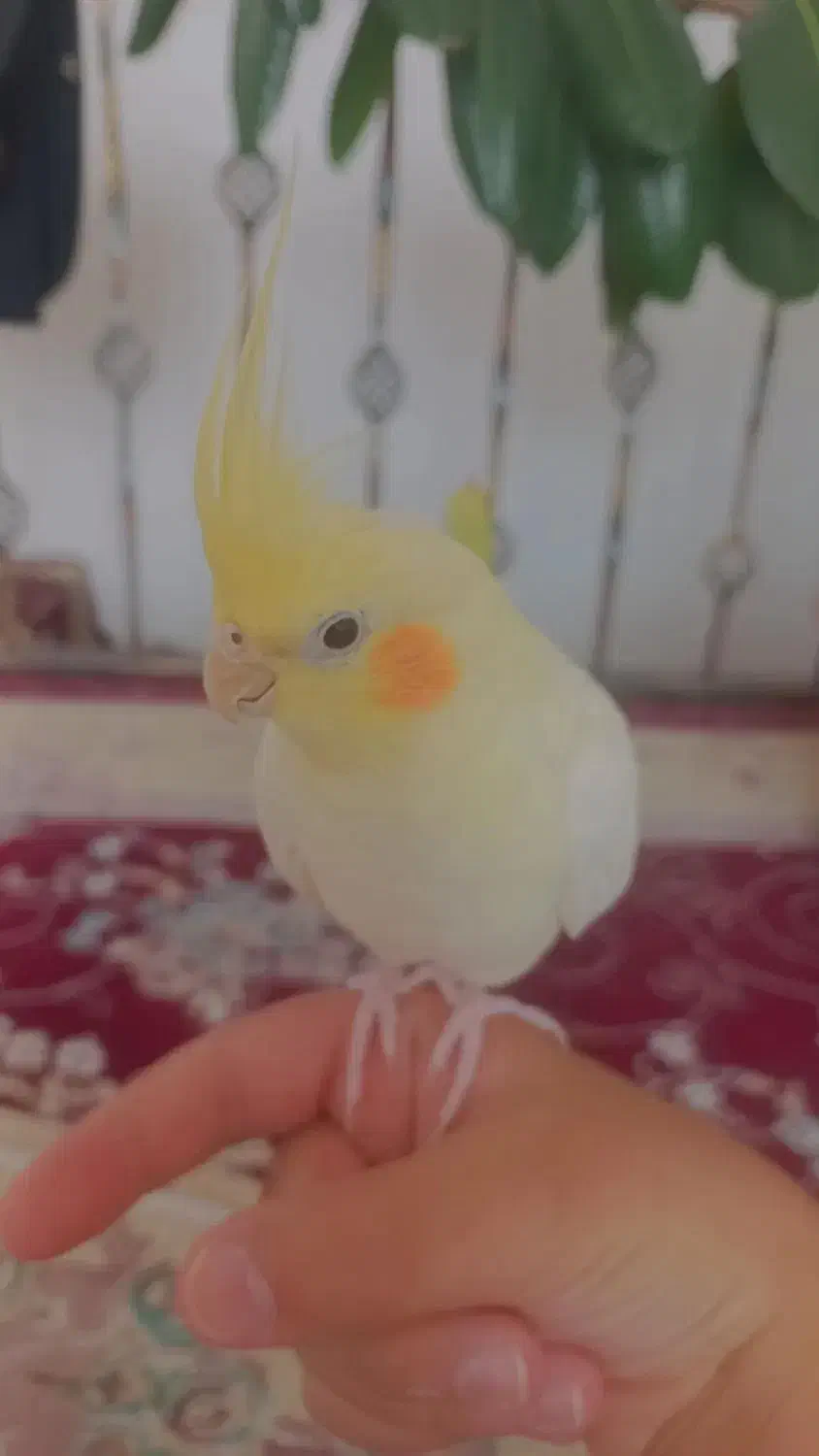 عروس هلندی ماده|پرنده|پیرانشهر, |دیوار