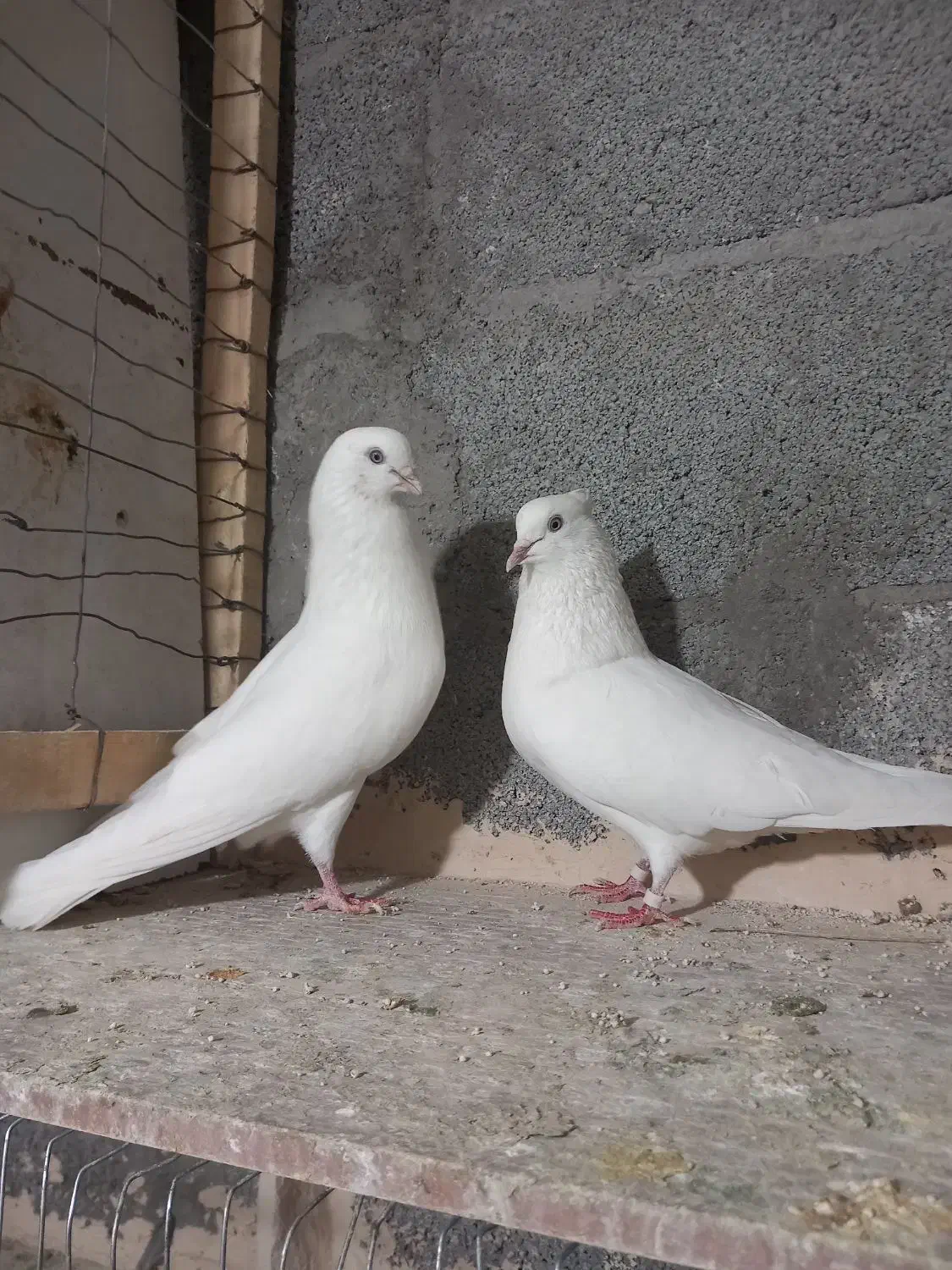 سه جفت کبوتر|پرنده|تبریز, |دیوار