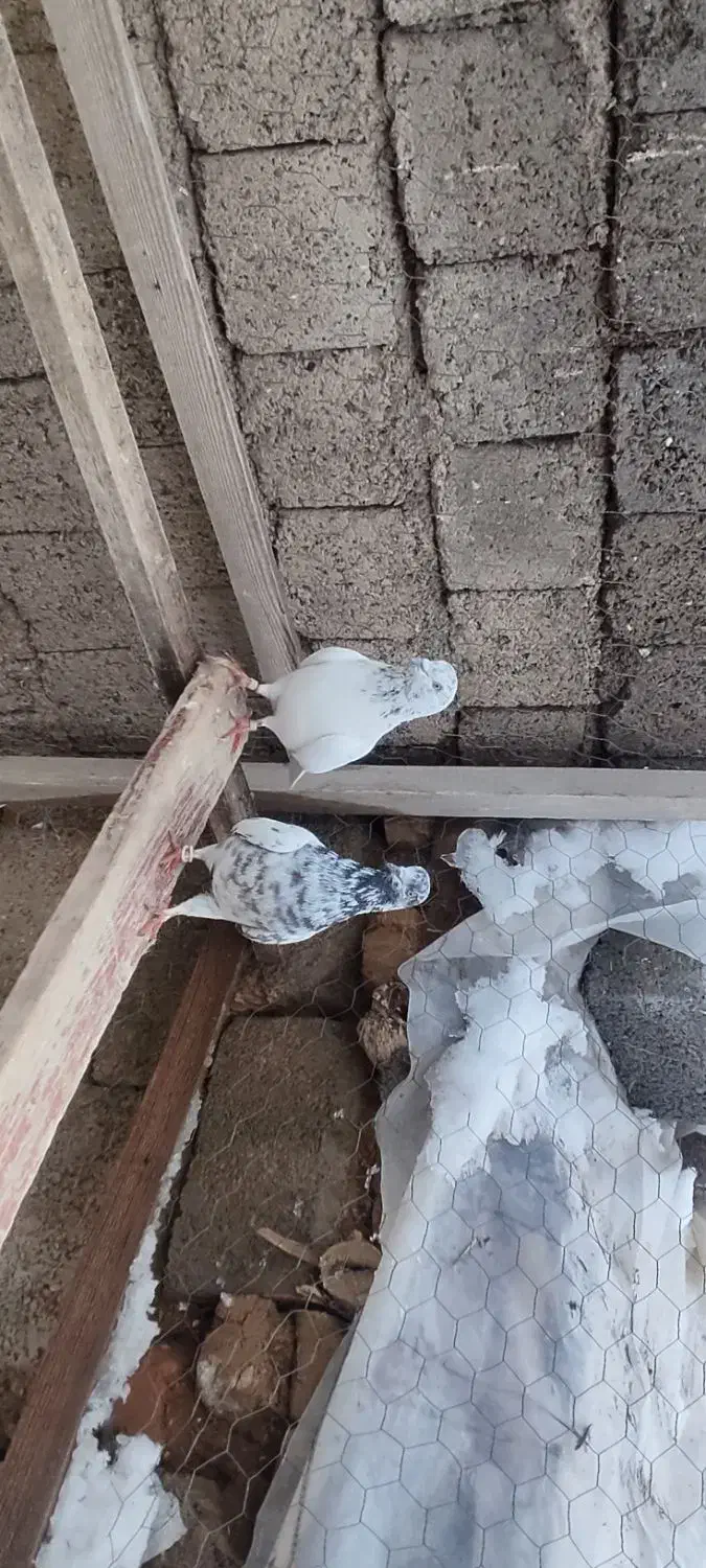 کبوتر پرشی|پرنده|پیرانشهر, |دیوار