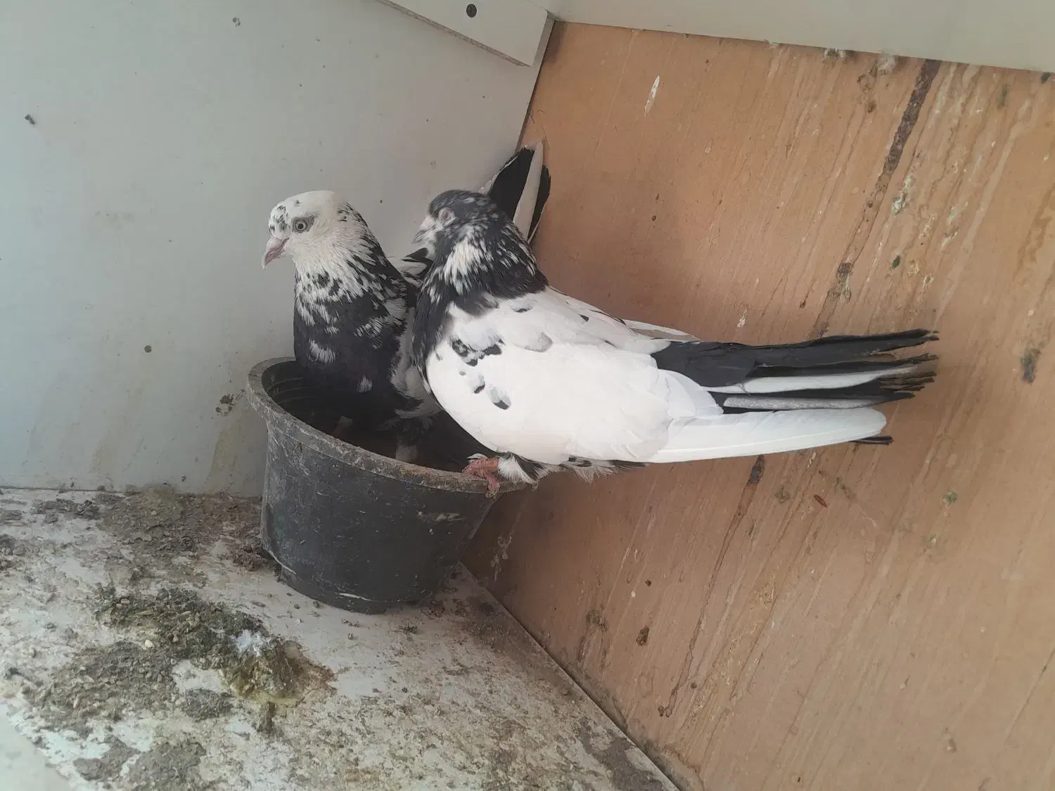 دو جفت کفتر  سوقدیم|پرنده|خمینی‌شهر, |دیوار