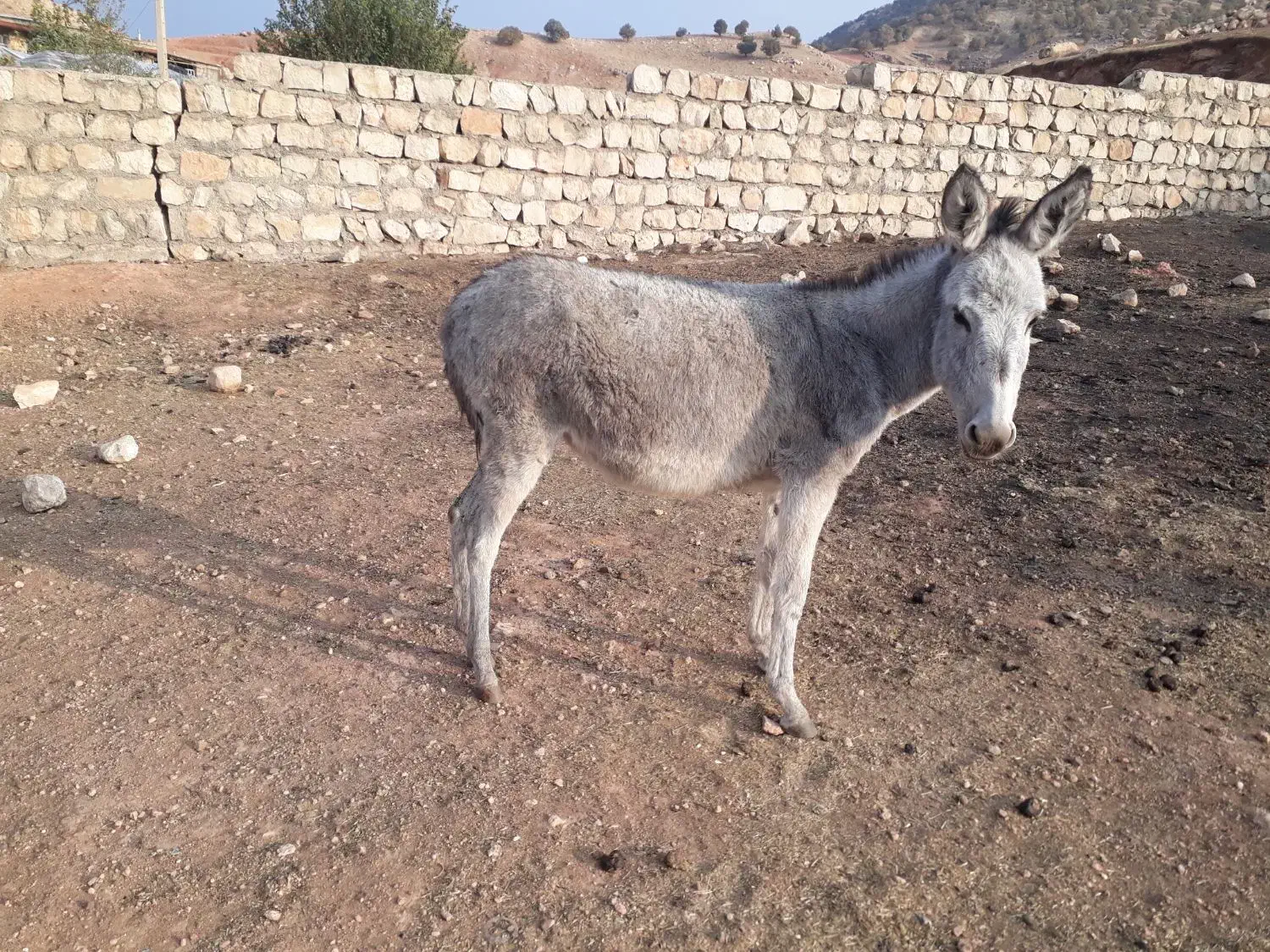 فروش ماده الاغ|حیوانات مزرعه|کوهدشت, |دیوار