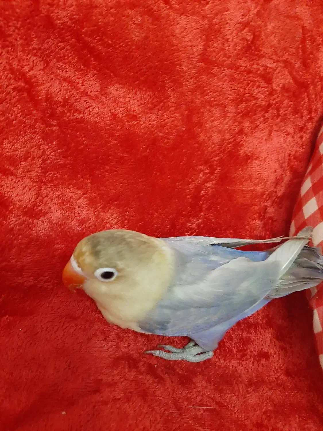 طوطی برزیلی خوشگل|پرنده|تهران, امانیه|دیوار