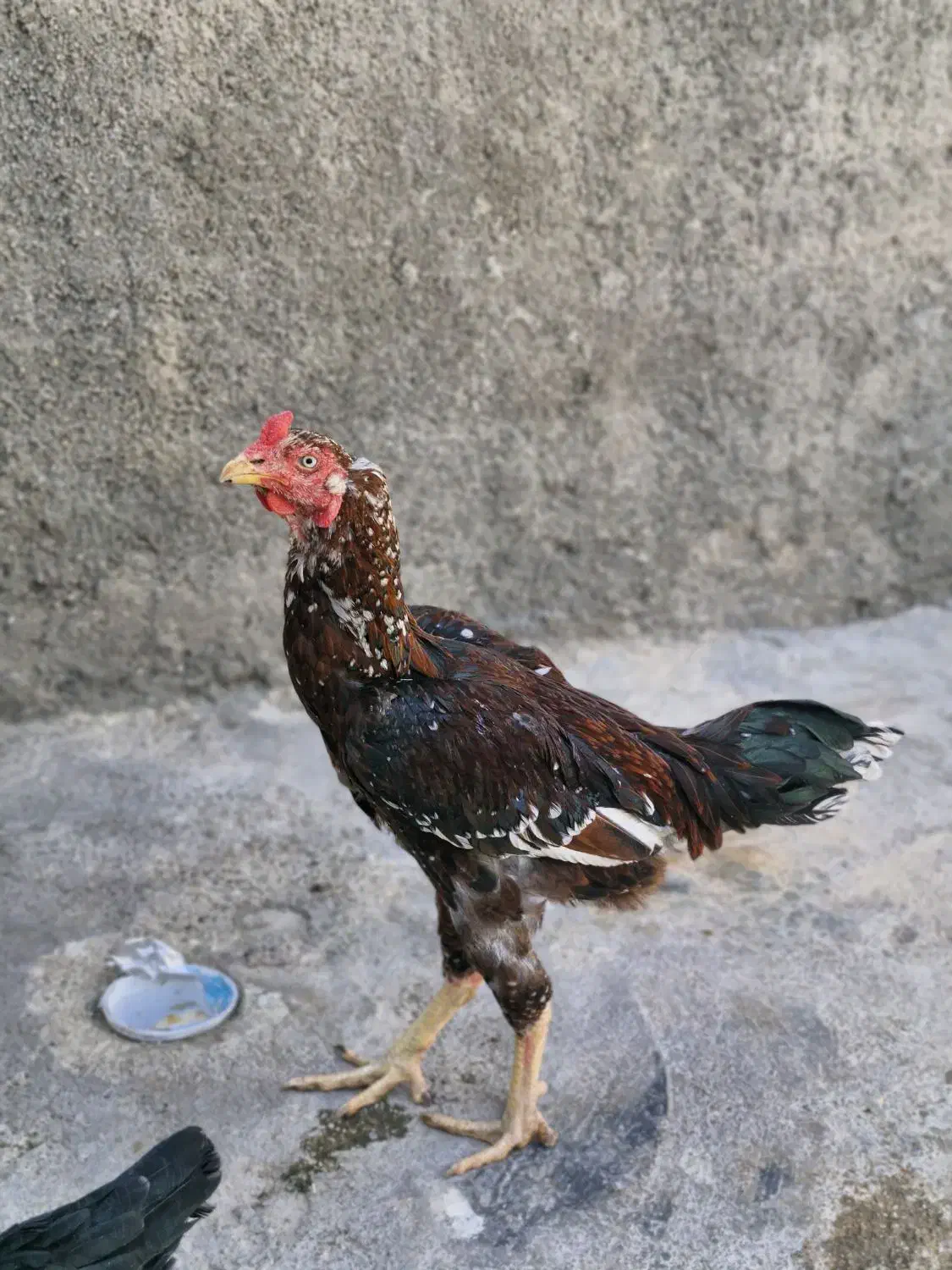 خروس لاری اصل|حیوانات مزرعه|سرپل ذهاب, |دیوار