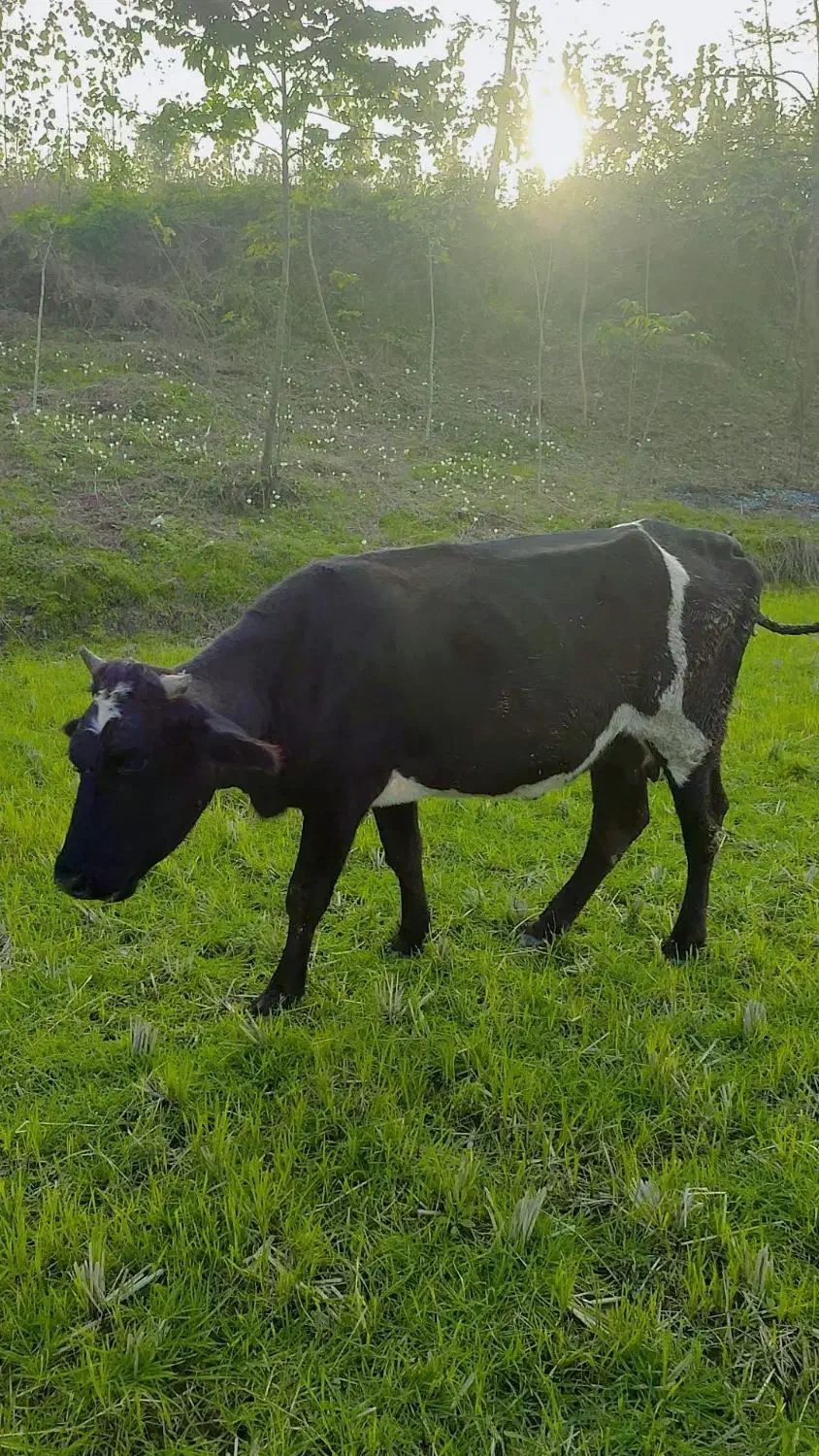 گاو|حیوانات مزرعه|تالش, طولارود|دیوار