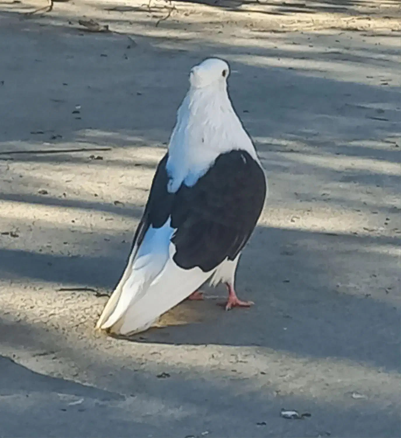 دوبالی نوک کوتاه|پرنده|مینودشت, |دیوار