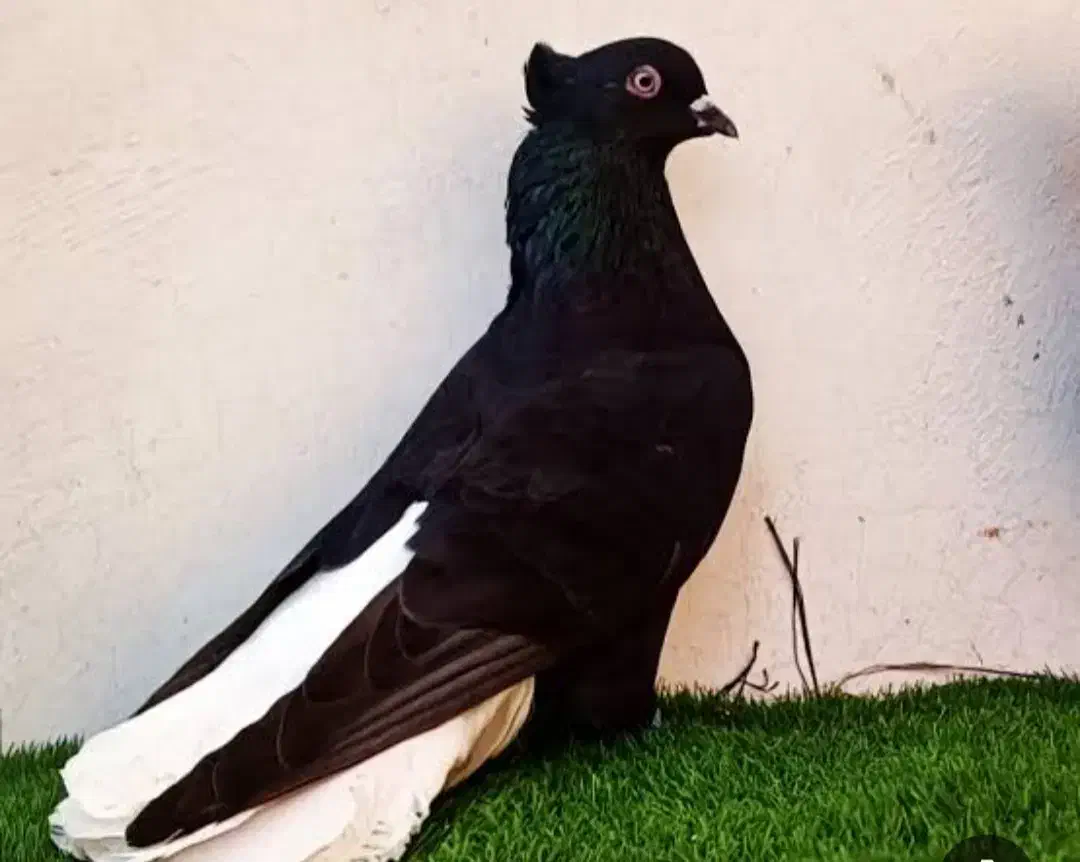 همایش کبوتر تربت زاوه|رویداد ورزشی|زاوه, |دیوار