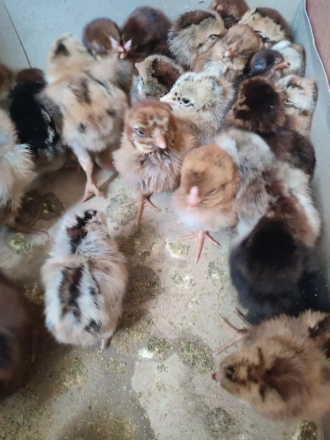 جوجه محلی|حیوانات مزرعه|قرقری, |دیوار