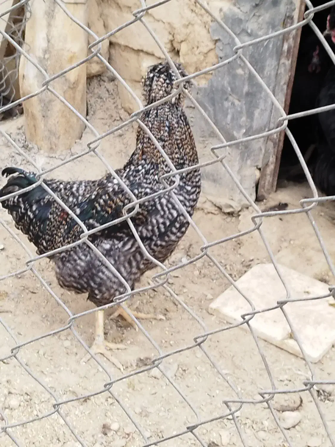 خروس کاکلی|حیوانات مزرعه|معصومیه, |دیوار