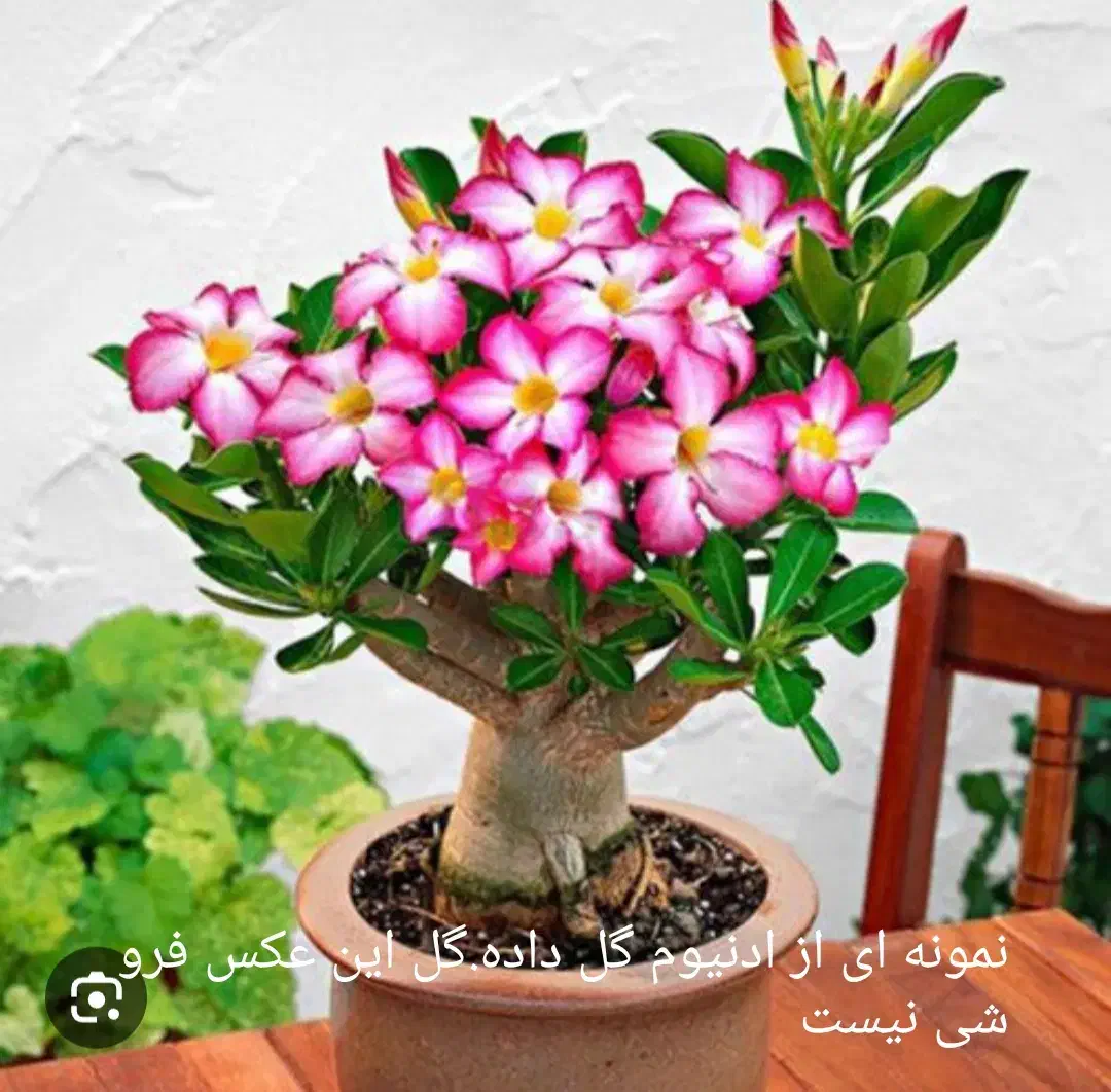 آدنیوم|گل و گیاه طبیعی|پارس‌آباد, |دیوار
