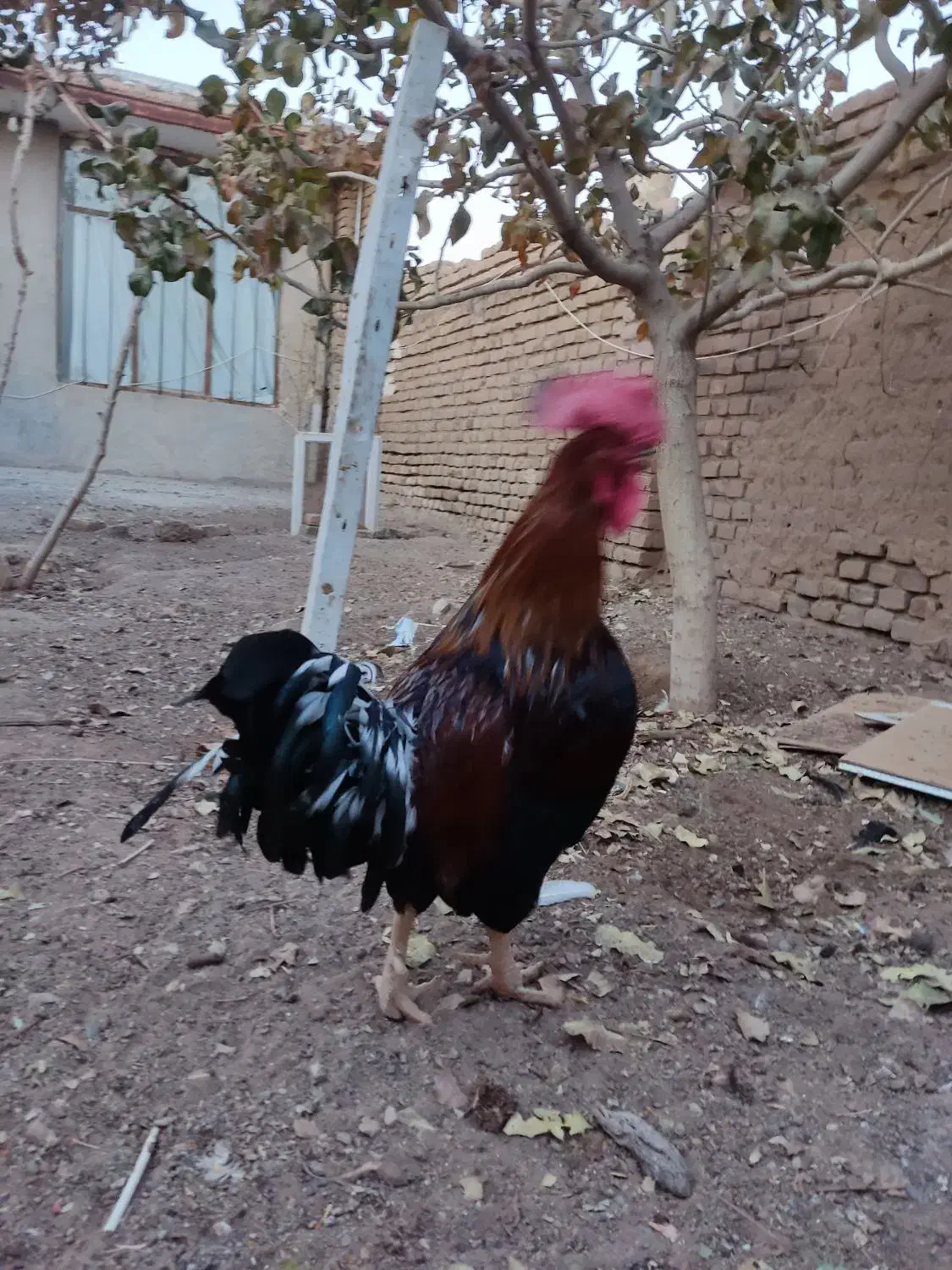 خروس سالم بزرگ|حیوانات مزرعه|سبزوار, جوادیه شرقی|دیوار