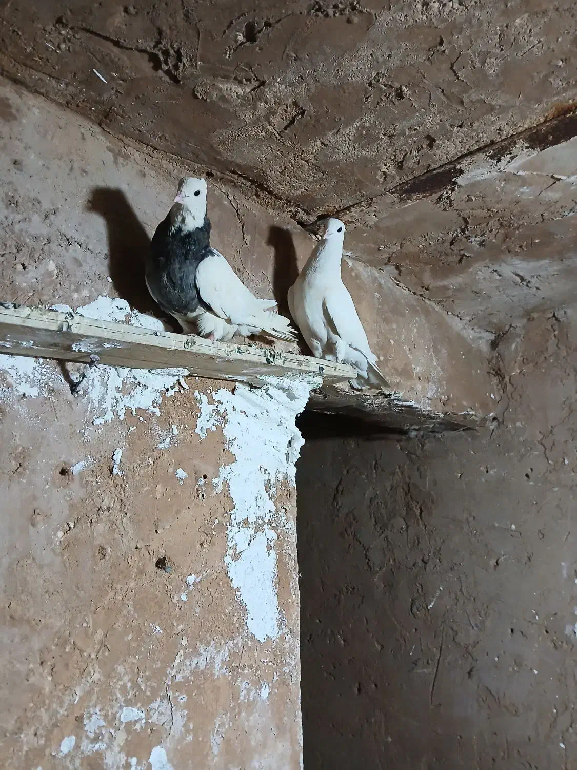 طوقی|پرنده|مسجد سلیمان, |دیوار
