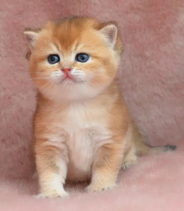 بریتیش گلد جوجه بلا|گربه|تهران, آجودانیه|دیوار