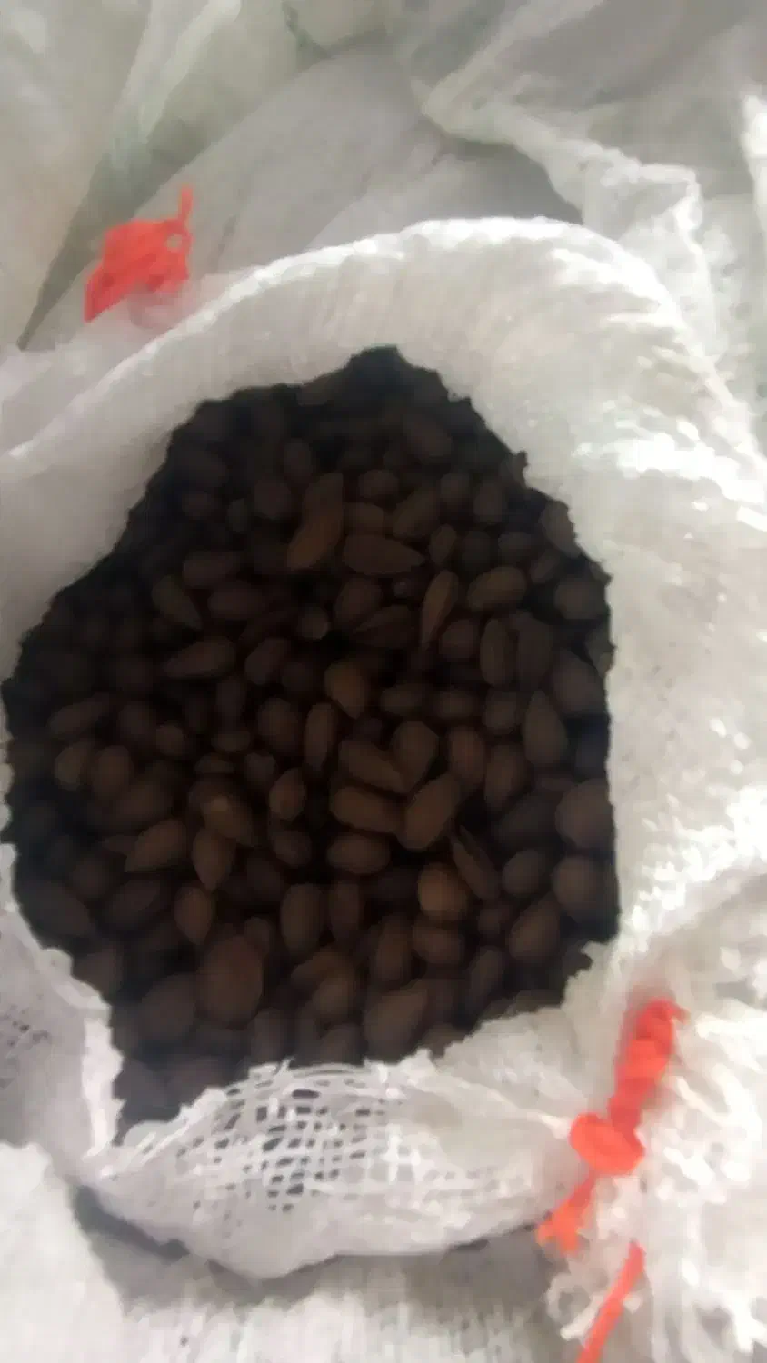 بادام شیرین درشت نرم گندم برشته تازه.ترشی انارشیمن|خوردنی و آشامیدنی|ایذه, |دیوار