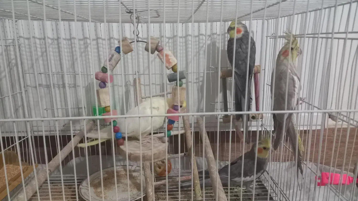 عروس هلندی|پرنده|گلبهار, شهر جدید گلبهار|دیوار