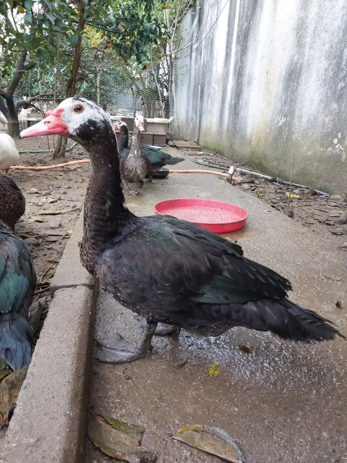 غاز و اردک موسکویی|حیوانات مزرعه|چابکسر, |دیوار