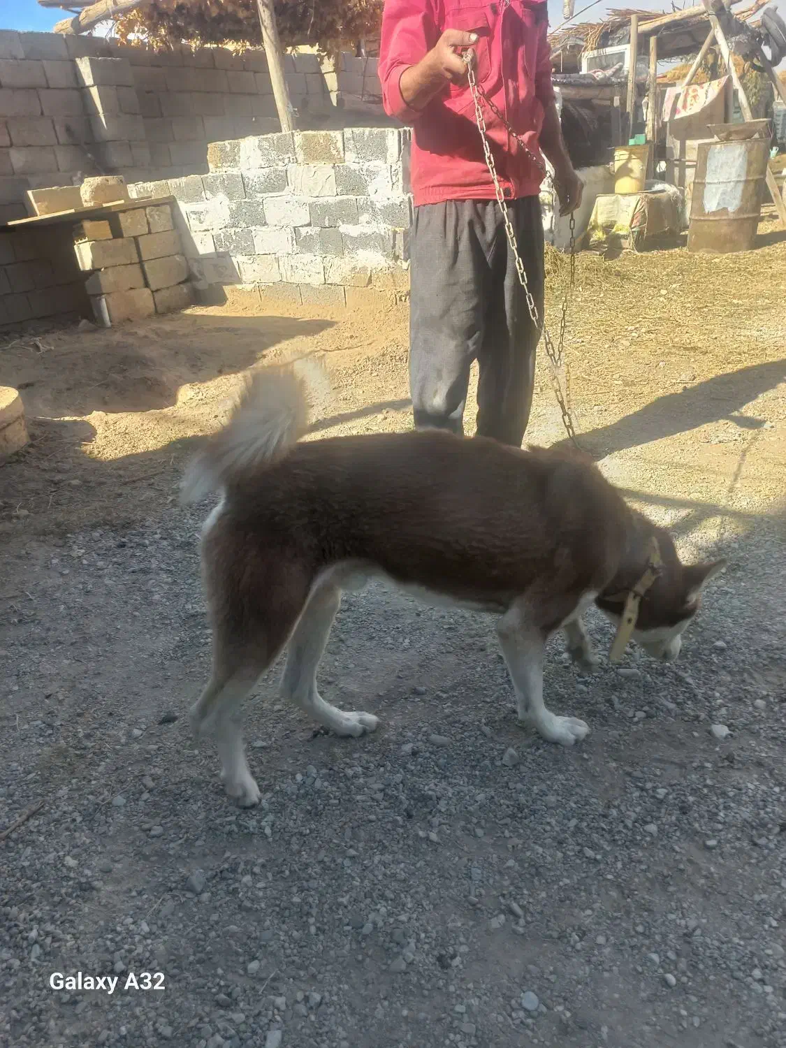 سگ حاسگی|سگ|چهاربرج, |دیوار