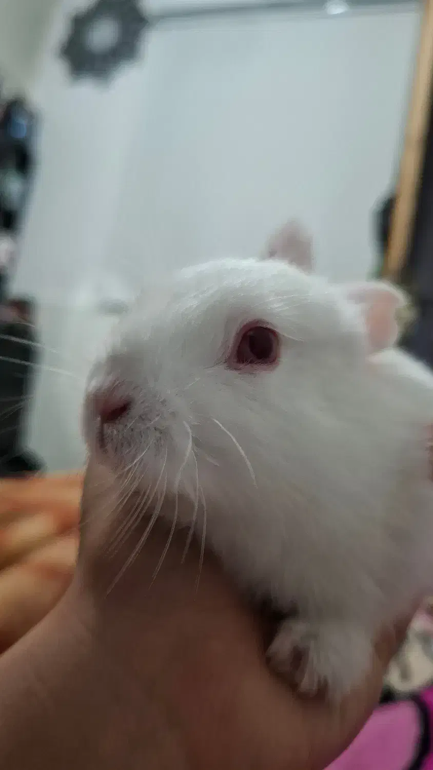 خرگوش|موش و خرگوش|قم, شاد قلی|دیوار