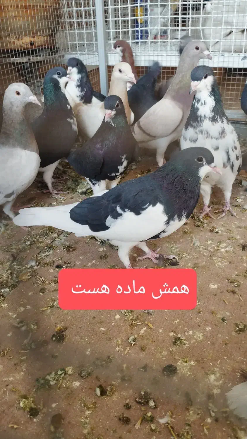 موشی نقره ای شهری بهبونی|پرنده|شیراز, عادل آباد|دیوار