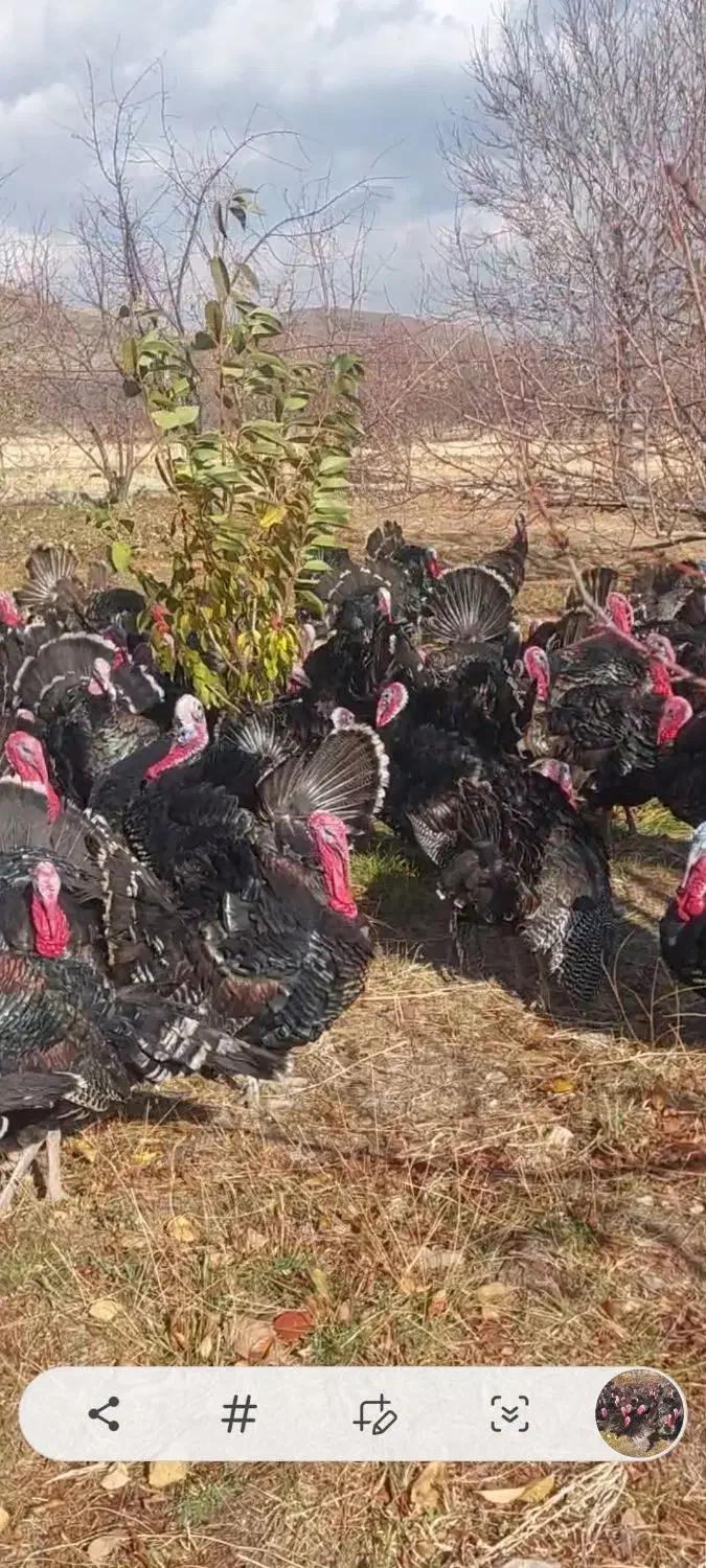 بوقلمو|حیوانات مزرعه|همدان, |دیوار