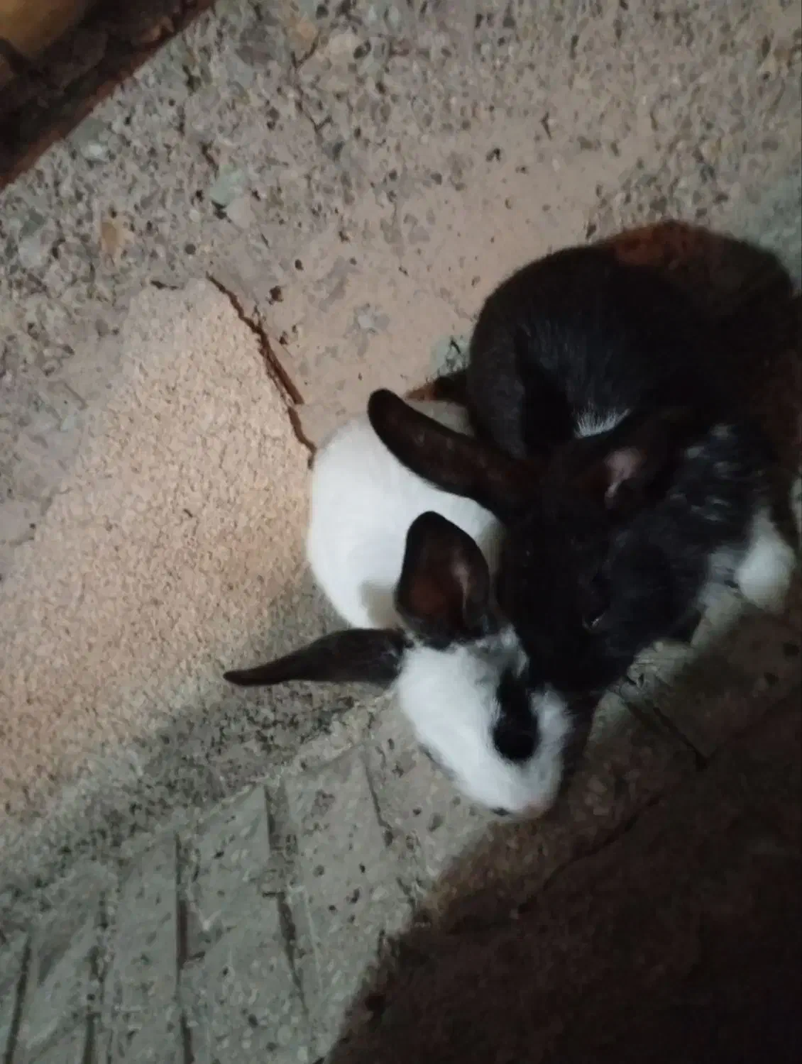 واگذاری خرگوش رایگان|موش و خرگوش|محمدیه-قزوین, |دیوار