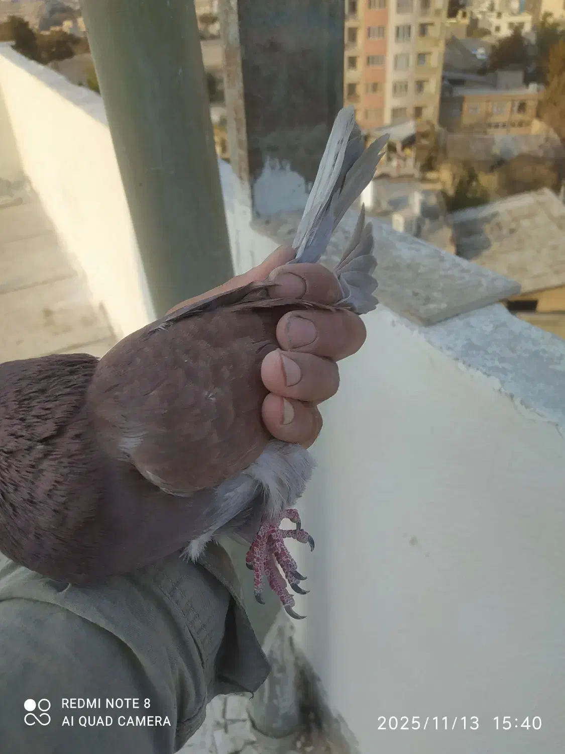 کفتر غریب|پرنده|بومهن, |دیوار