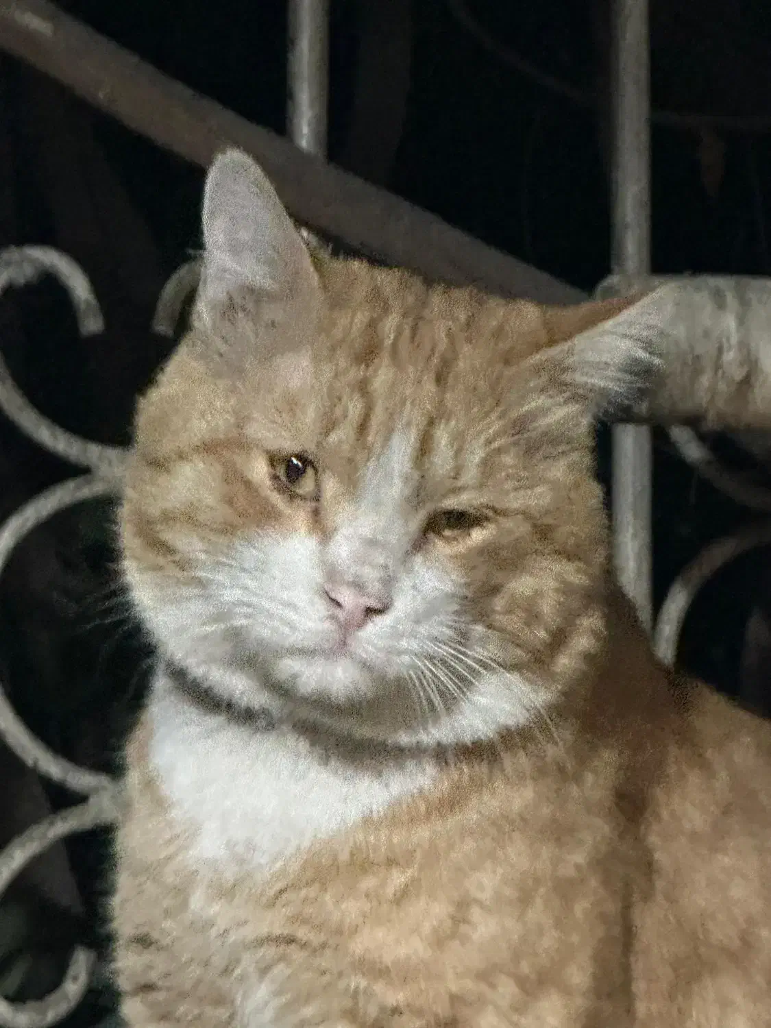 گربه پیدا شده|حیوانات|تهران, توحید|دیوار