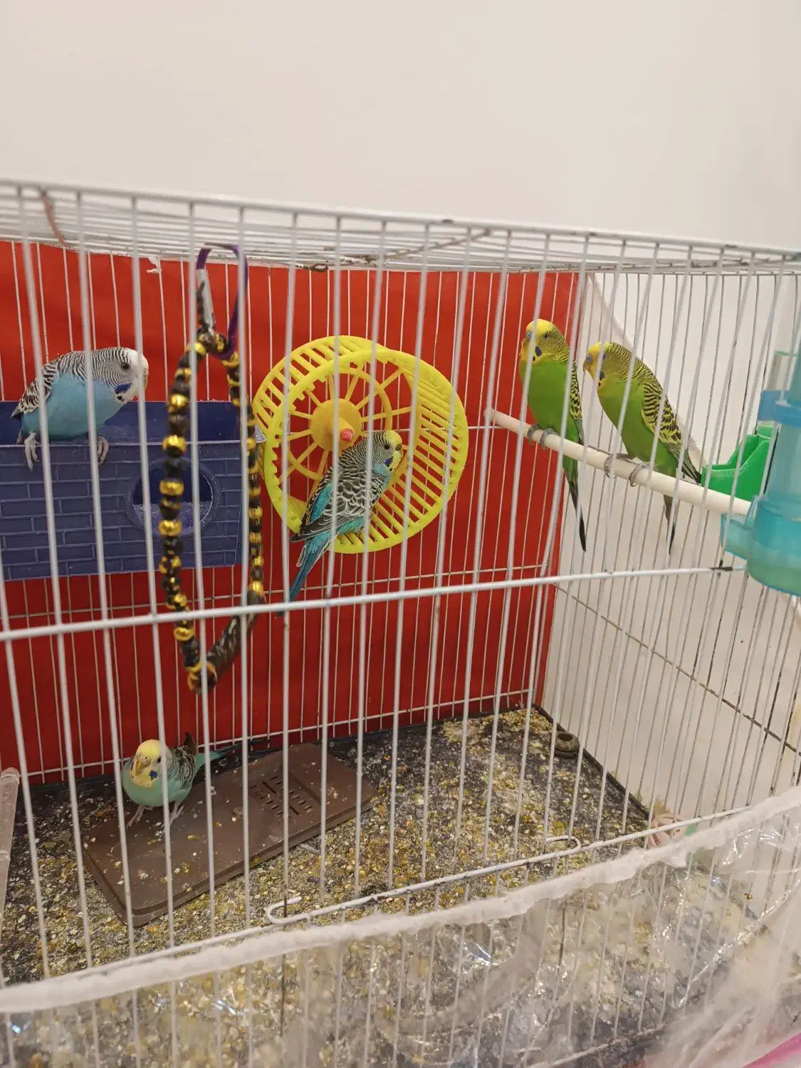 مرغ عشق|پرنده|مشهد, طبرسی شمالی|دیوار