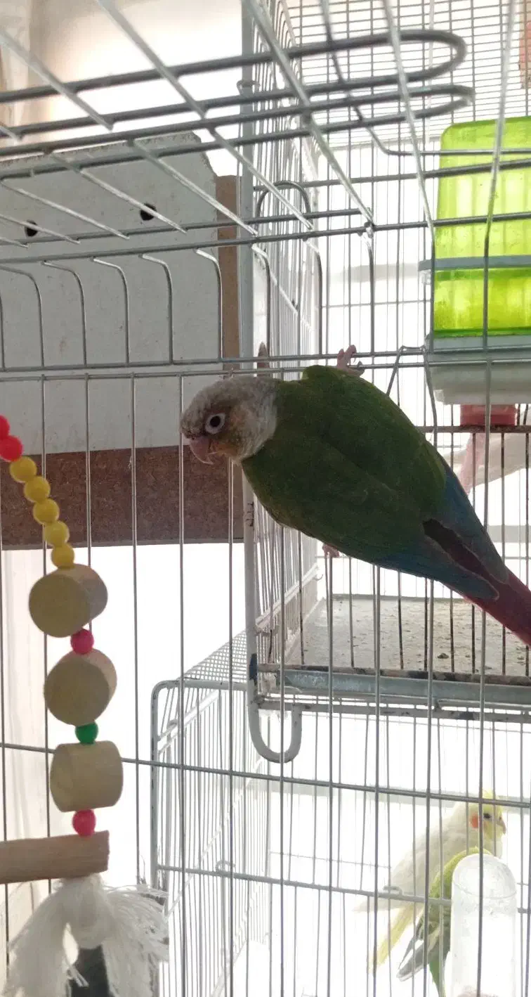 گرینچیک سرلاکی و  نر بالغ|پرنده|بیرجند, |دیوار