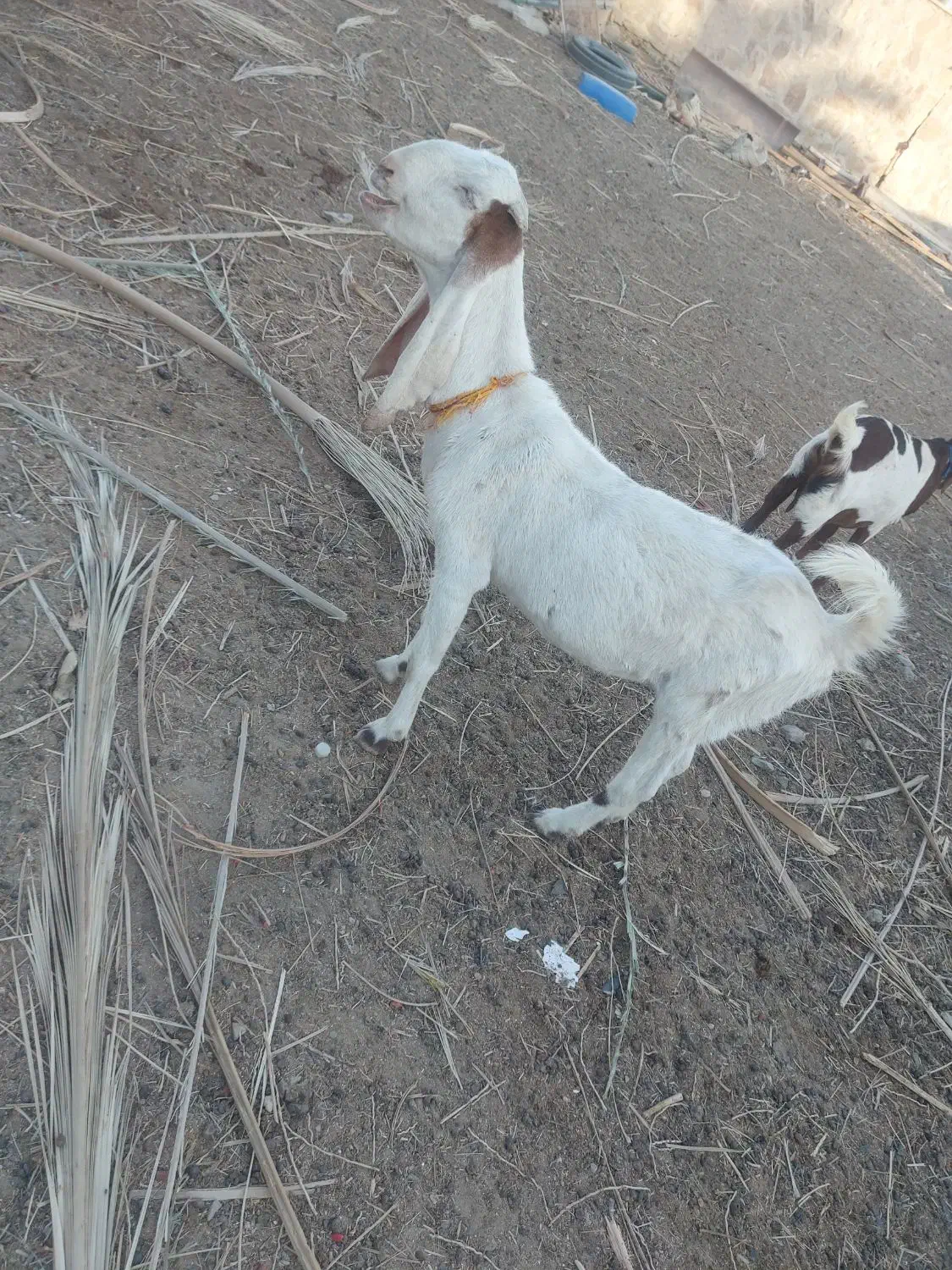 بزگلاب آبستن|حیوانات مزرعه|سراوان, |دیوار